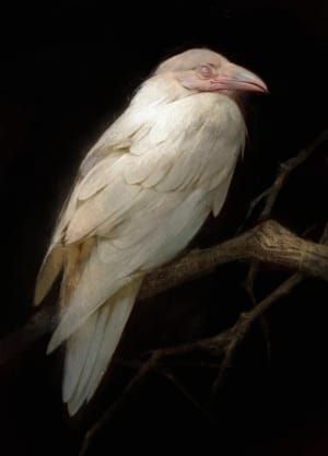 Artwork Title: White Raven