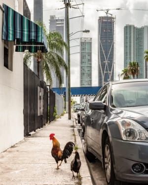 Artwork Title: Chickens Downtown Miami