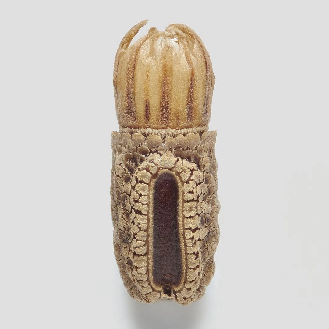 Artwork Title: Phasmid Eggs #3