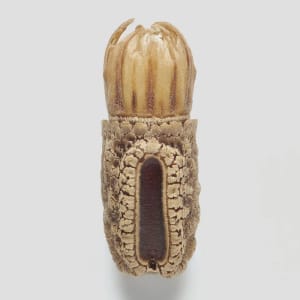 Artwork Title: Phasmid Eggs #3