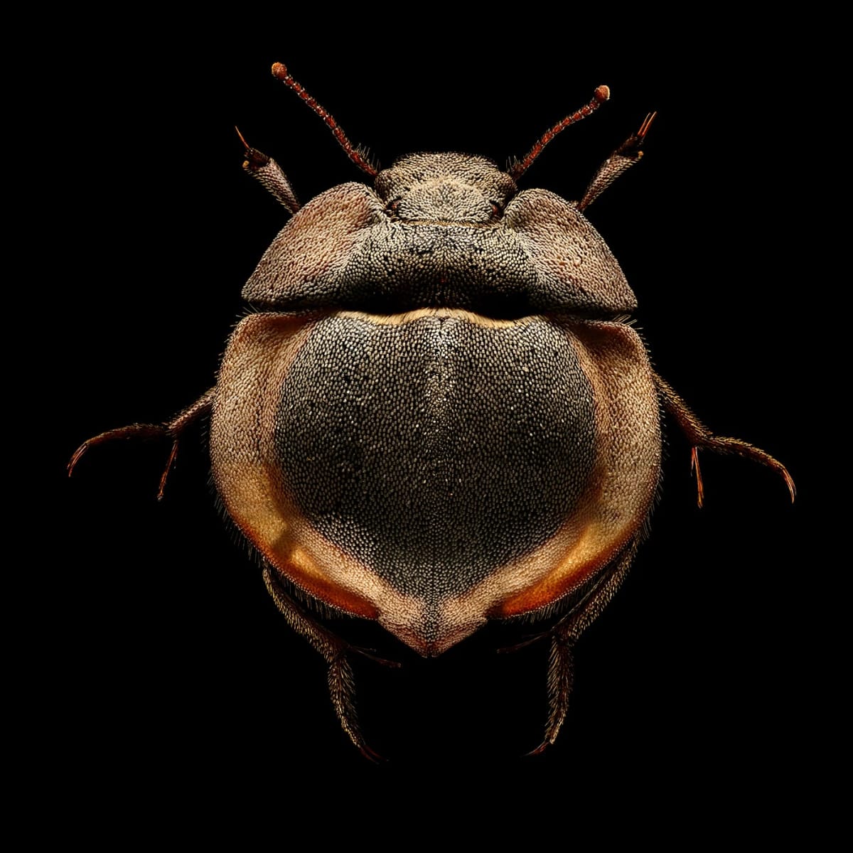 Artwork Title: undefined