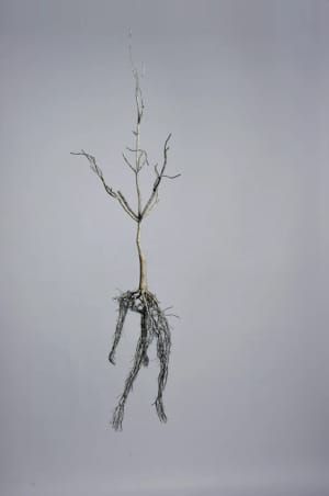 Artwork Title: Untitled
