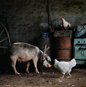 Artwork Title: Untitled