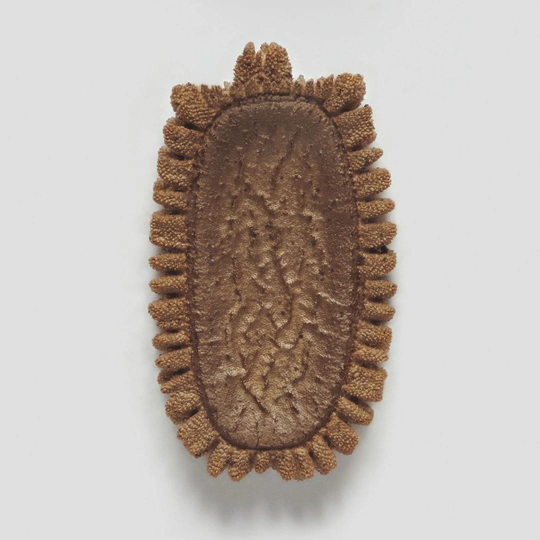 Artwork Title: Phasmid Eggs #4