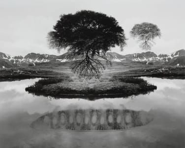 Artwork Title: Floating Tree