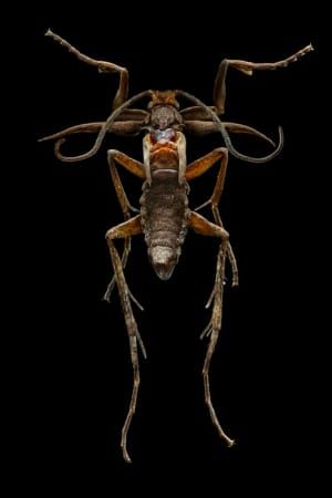 Artwork Title: Untitled