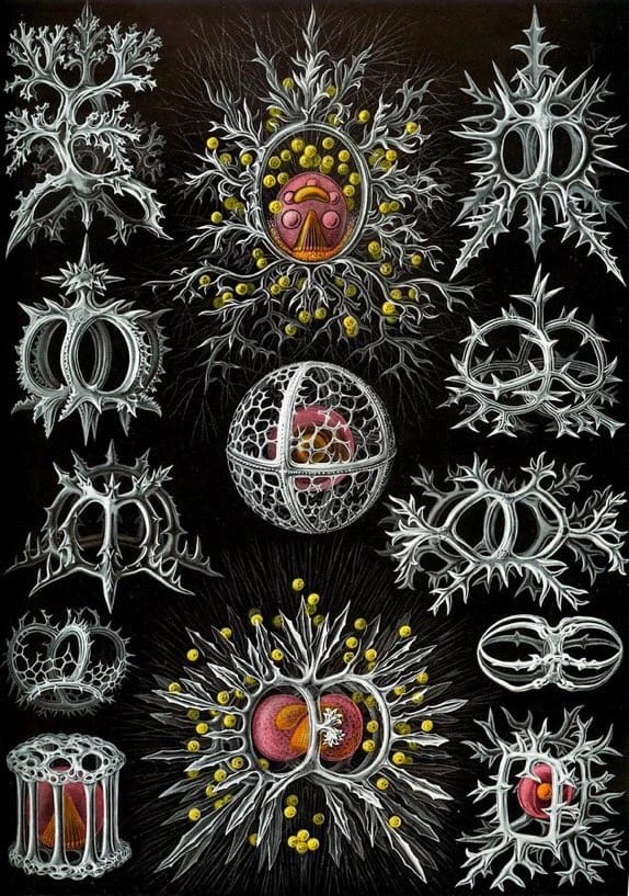 Artwork Title: Radiolarians, Kunstformen der Natur