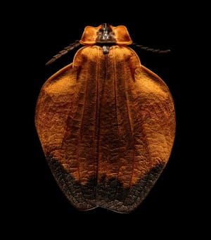 Artwork Title: Untitled