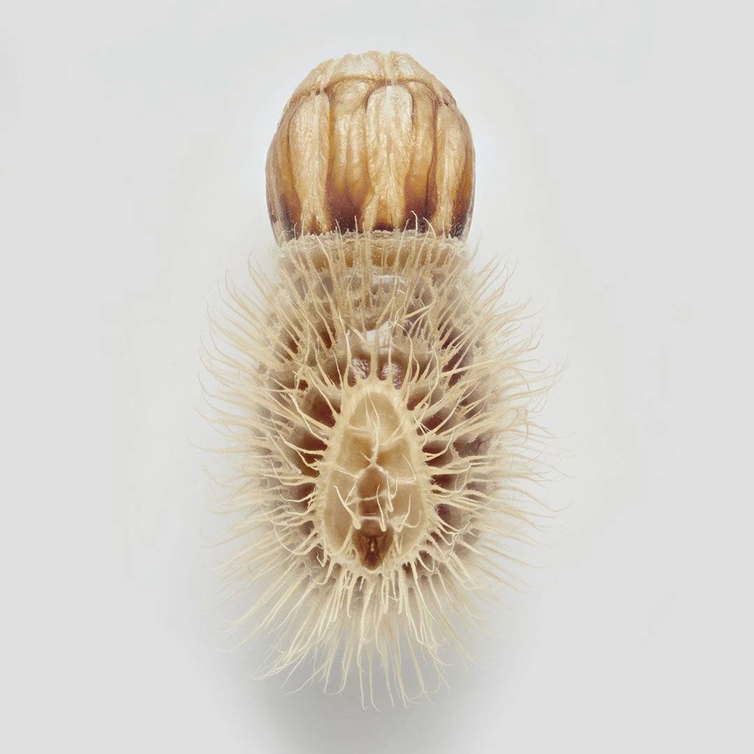 Artwork Title: Phasmid Eggs #14