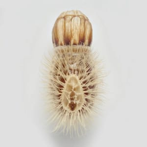 Artwork Title: Phasmid Eggs #14