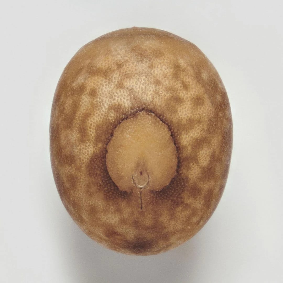 Artwork Title: Phasmid Eggs #16