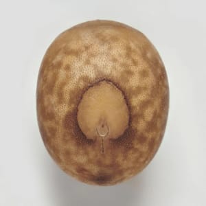 Artwork Title: Phasmid Eggs #16