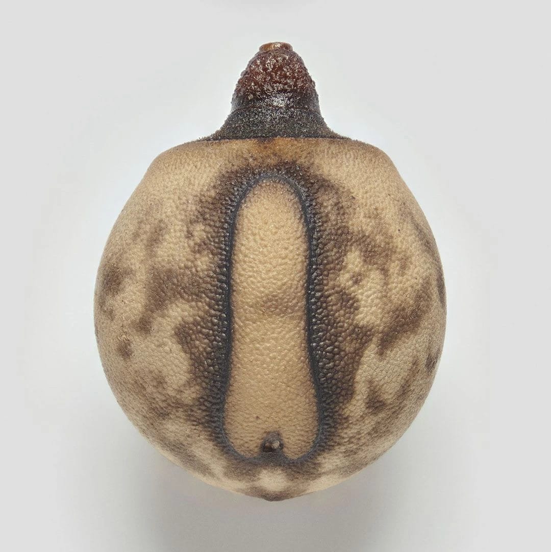 Artwork Title: Phasmid Eggs #1