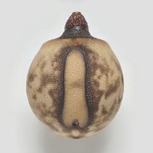 Artwork Title: Phasmid Eggs #1