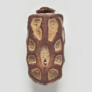 Artwork Title: Phasmid Eggs #10