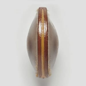 Artwork Title: Phasmid Eggs #11