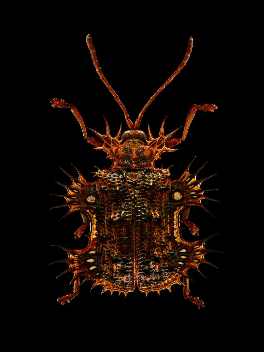 Artwork Title: undefined