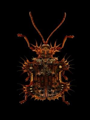 Artwork Title: Untitled