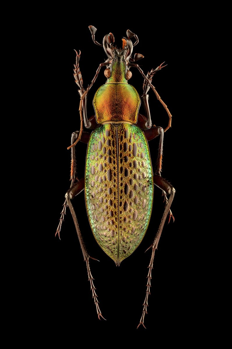 Artwork Title: undefined