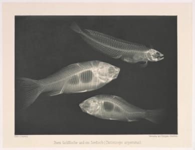 Artwork Title: Two Goldfish and a Sea Fish