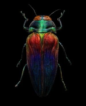 Artwork Title: Untitled