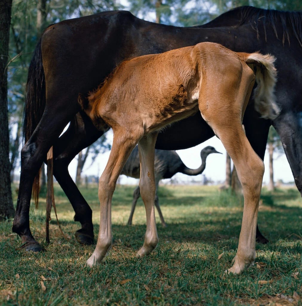 Artwork Title: Untitled #17. Buenos Aires. Argentina