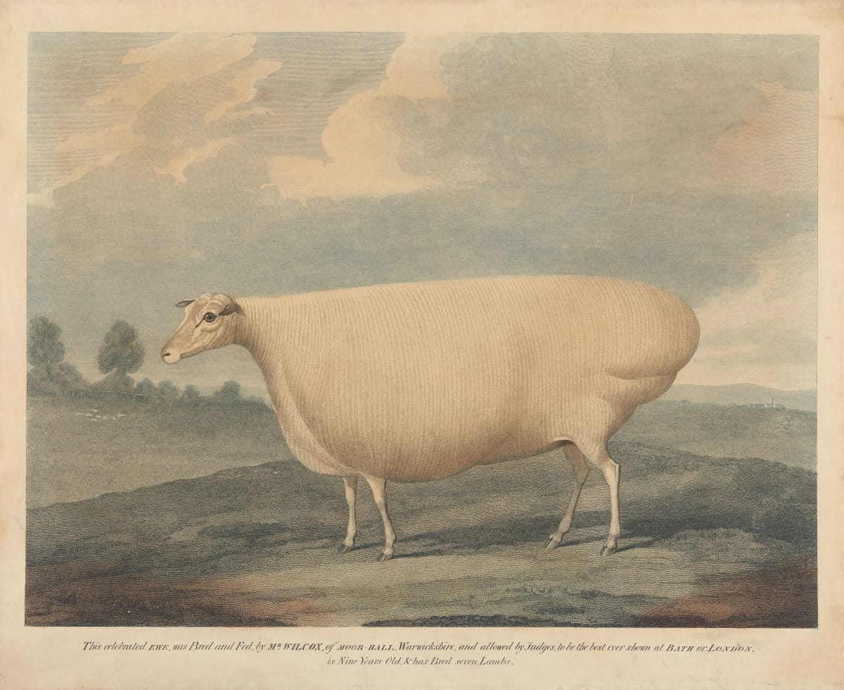 Artwork Title: This Celebrated Ewe was Bred and Fed, by Mr. Wilcox