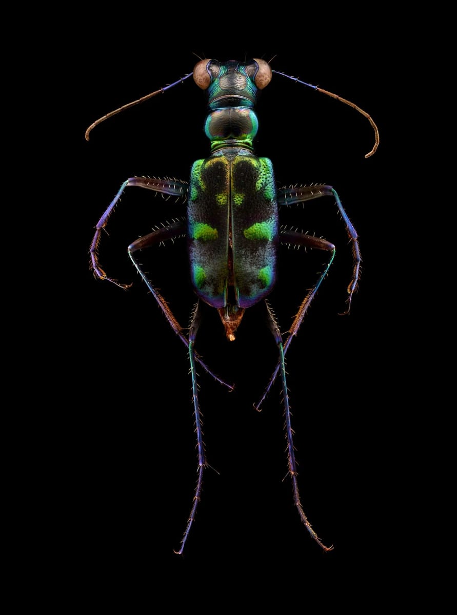 Artwork Title: undefined