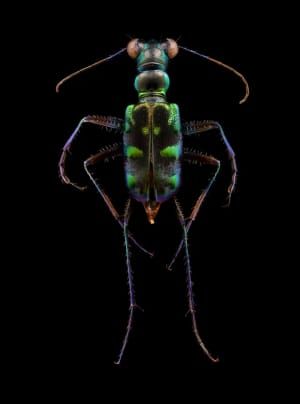 Artwork Title: Untitled