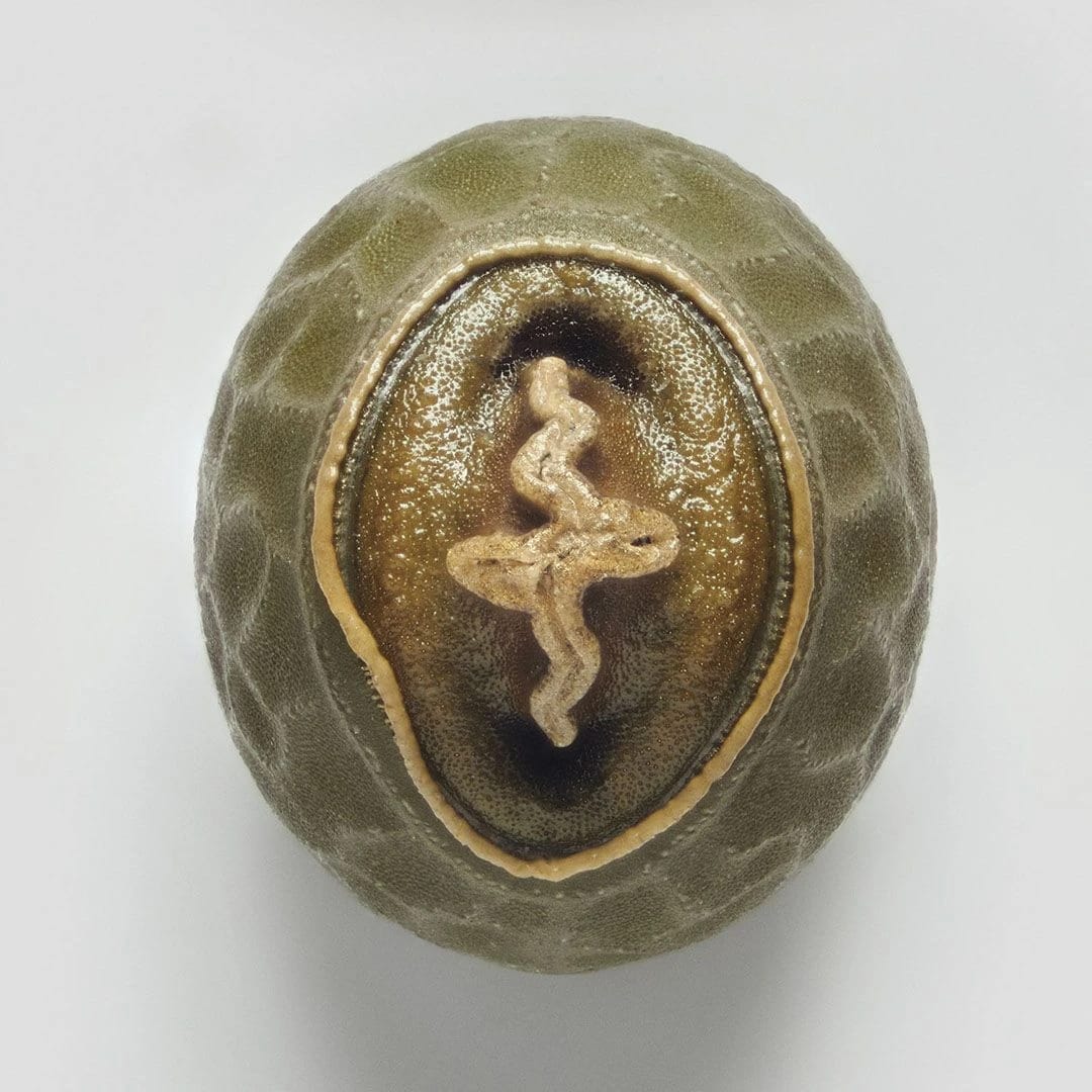 Artwork Title: Phasmid Eggs #15