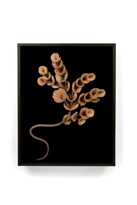 Artwork Title: Armillaria