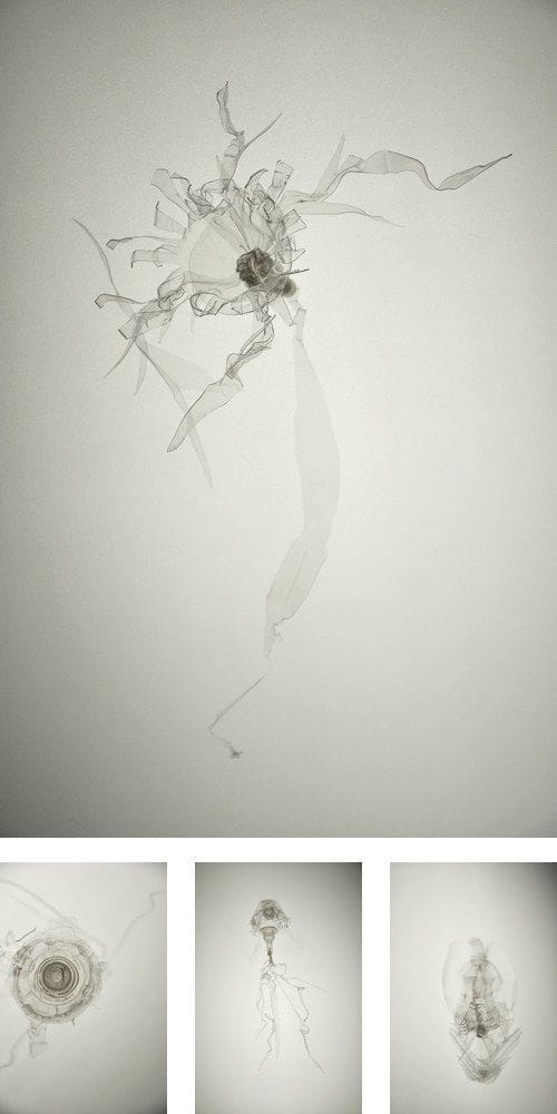 Artwork Title: Translucida Orginade Series