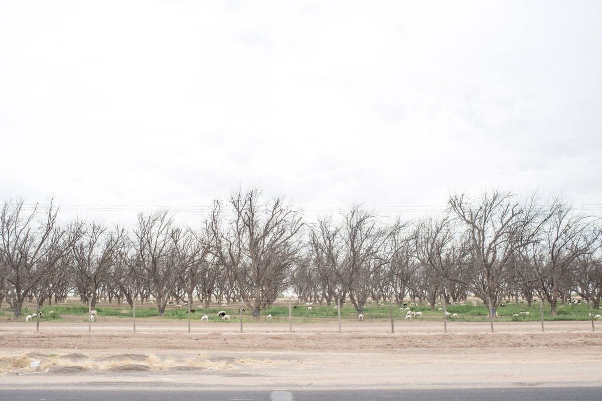 Artwork Title: Series From Siete Cerros