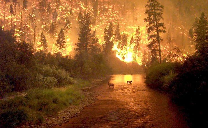 Artwork Title: Fires