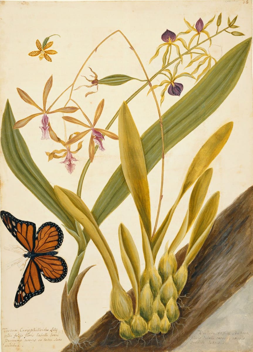 Artwork Title: A Monarch Butterfly, With Orchids