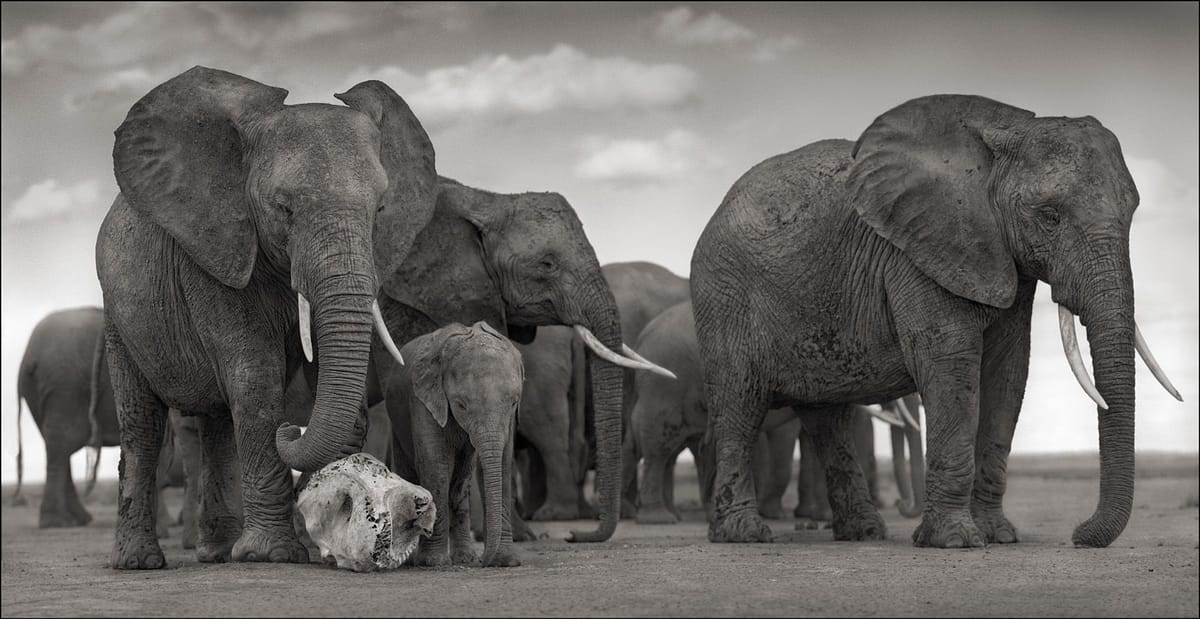 Artwork Title: Elephant Skull