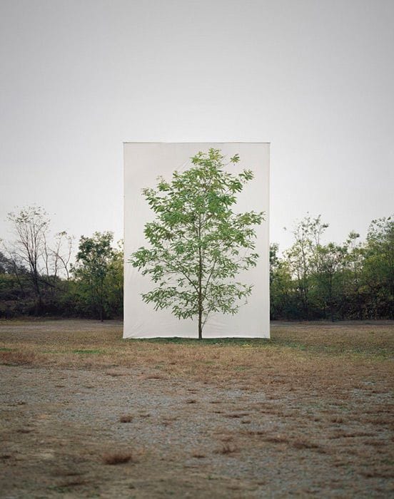 Artwork Title: Tree #9
