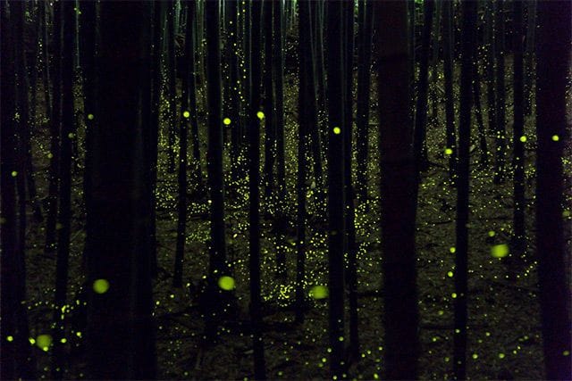 Artwork Title: Fireflies