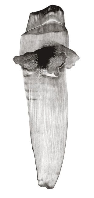 Artwork Title: Back Slider Denticula 005