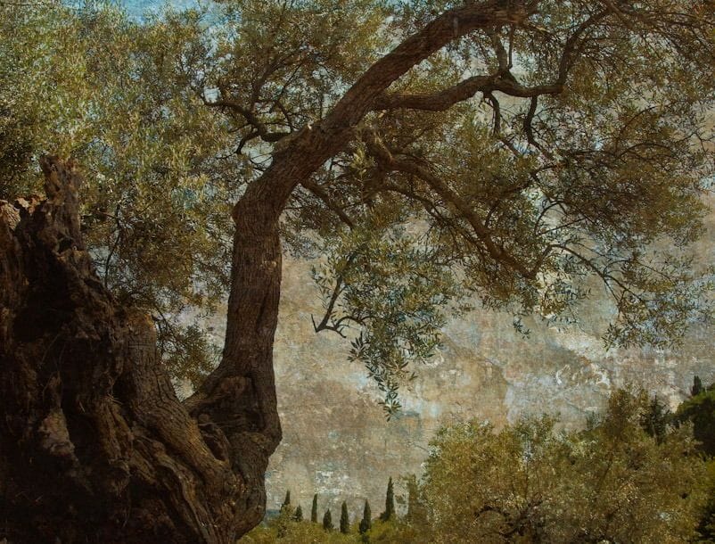 Artwork Title: Albero Antico