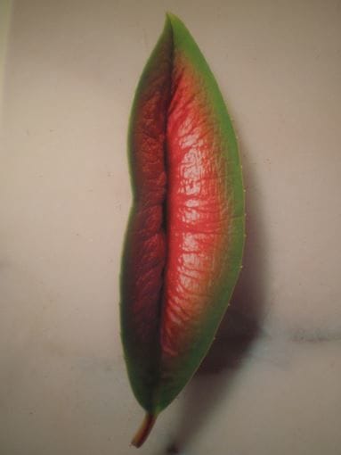 Artwork Title: Untitled Images