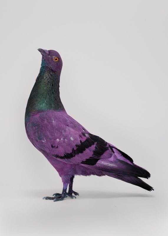 Artwork Title: Some pigeons are more equal than others