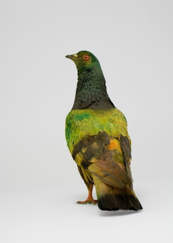 Artwork Title: Some pigeons are more equal than others