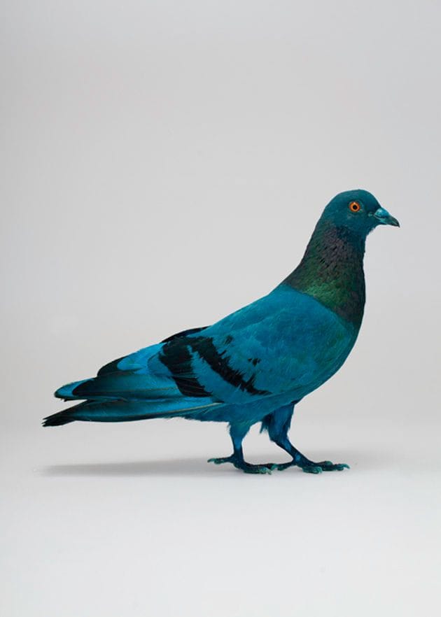 Artwork Title: Some pigeons are more equal than others
