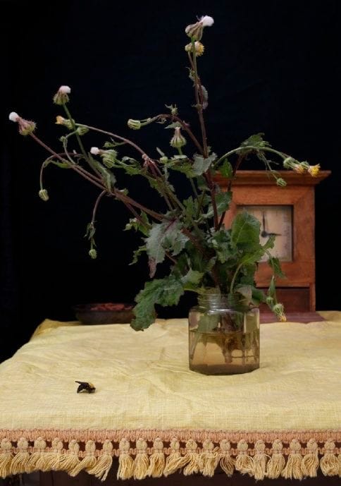 Artwork Title: Senecio Vernalis