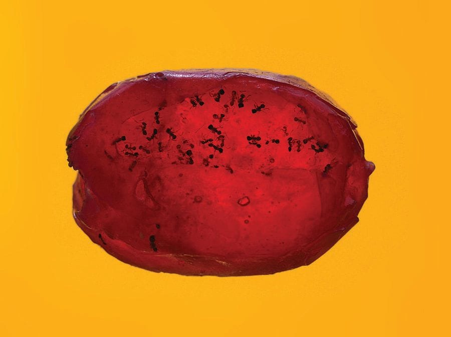 Artwork Title: Ants Candy
