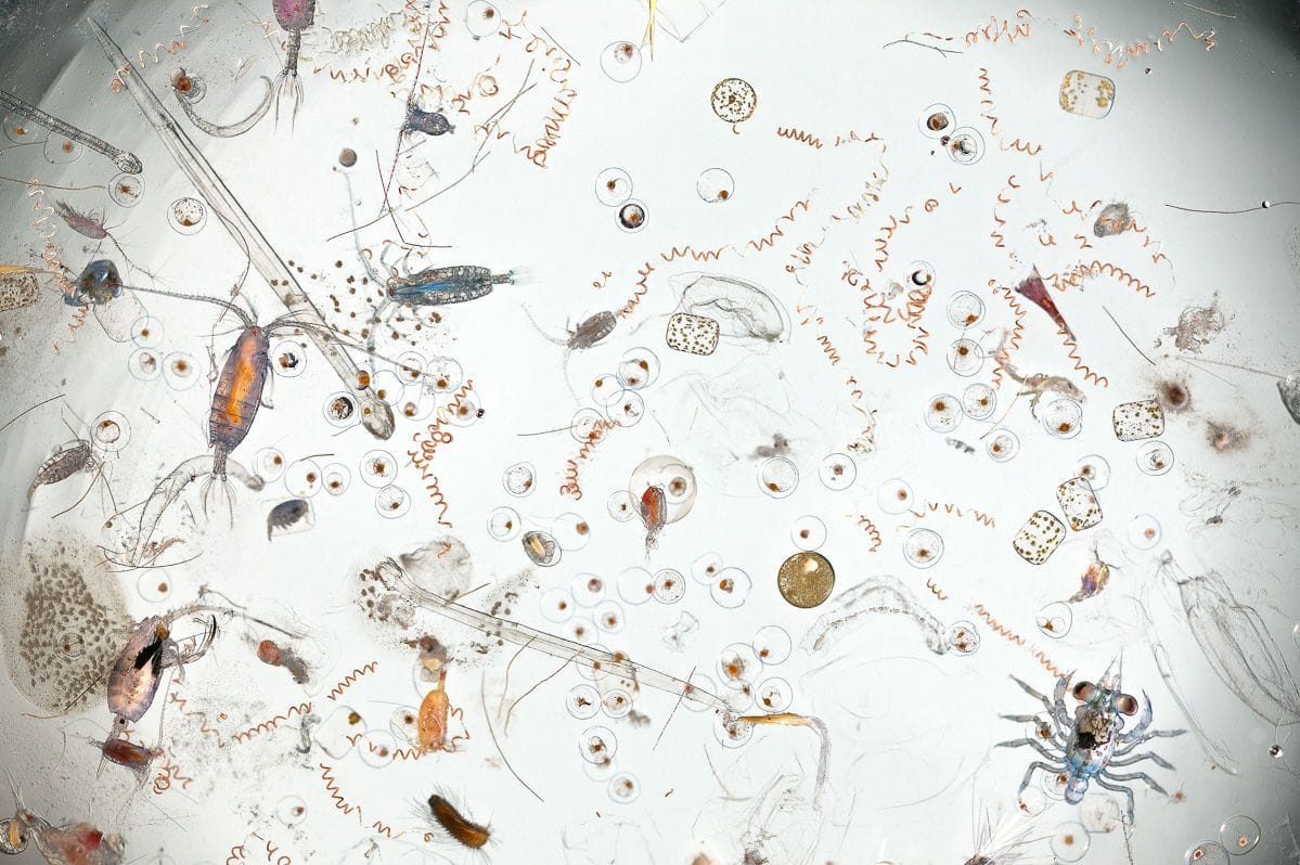 Artwork Title: Contents of one dip of a hand net