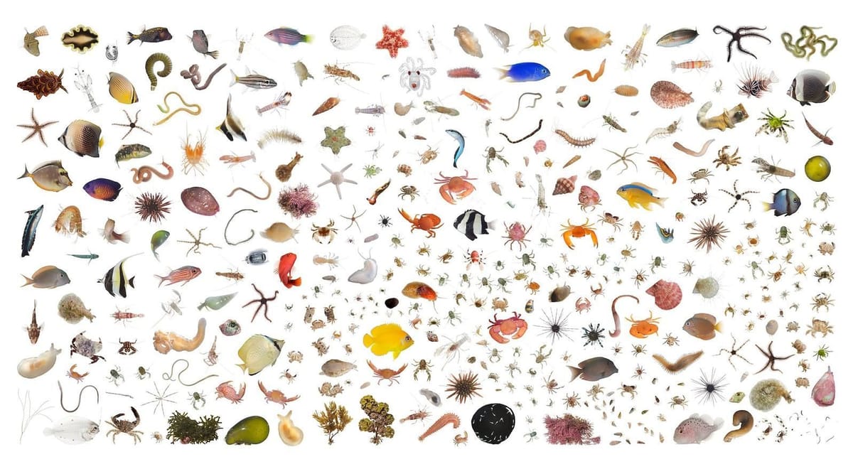 Artwork Title: Tropical Coral Reef, Temae Reef, Moorea, French Polynesia