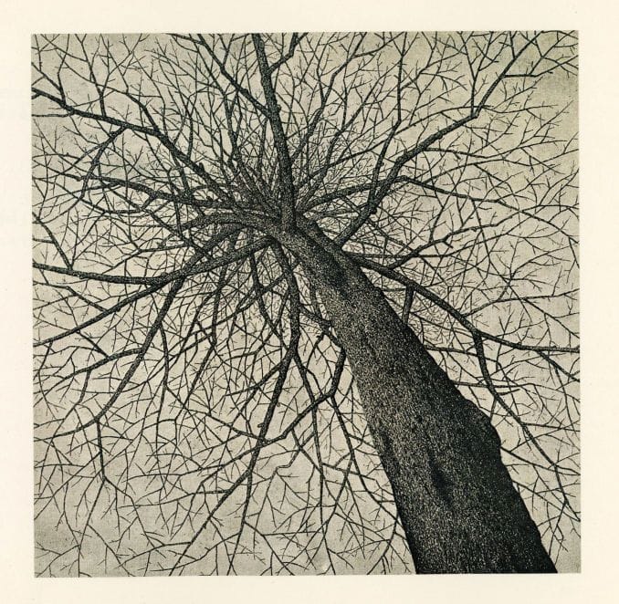 Artwork Title: Bare Tree