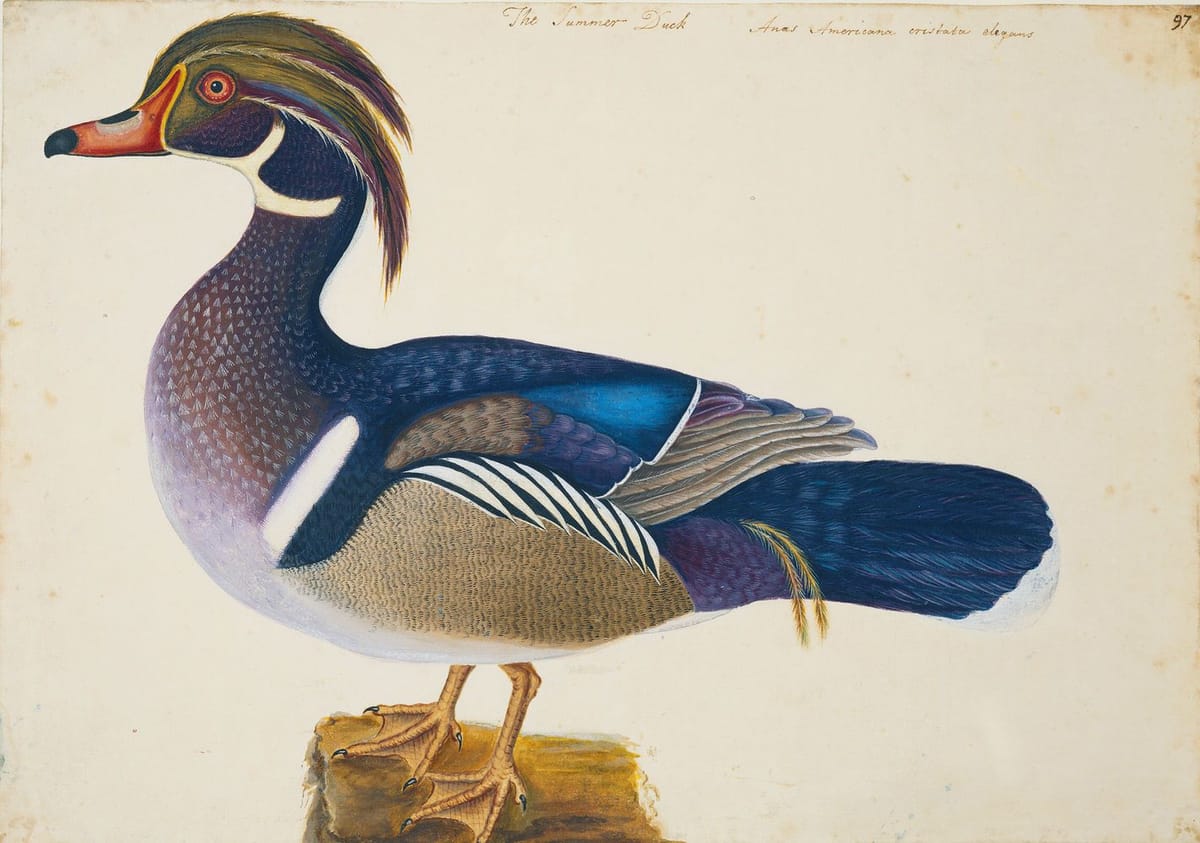 Artwork Title: The Summer Duck